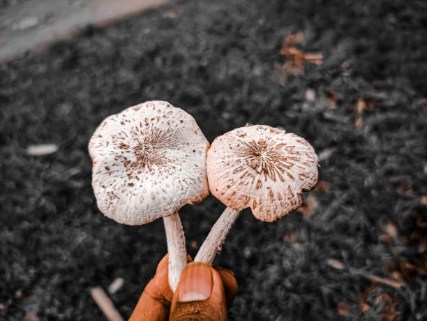 Mushrooms in the wild are fungi that grow naturally and are not planted or managed by humans. They grow in various natural habitats, such as forests, grasslands, tundra, deserts, rivers, and various other environments. Mushrooms have an important role in wild natural ecosystems, especially in decomposing dead organic material and contributing to the nutritional cycle.