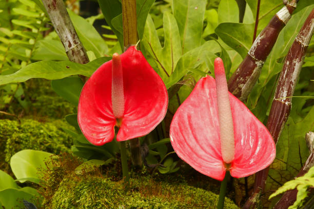 istock Tropical Orchid (Orchidaceae), Vanda hybrid, Mokara, Phuket, Thailand 1682017574