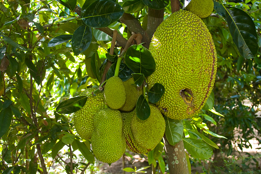 Jack fruit, Jack tree fruit, jackfruit (Artocarpus heterophyllus)