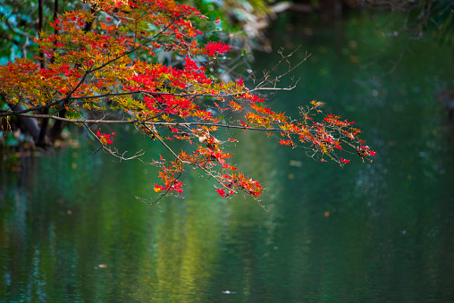Autumn Colored Tree
