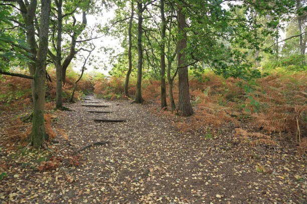 istock Autumn colours footpath Surrey England 1682022187