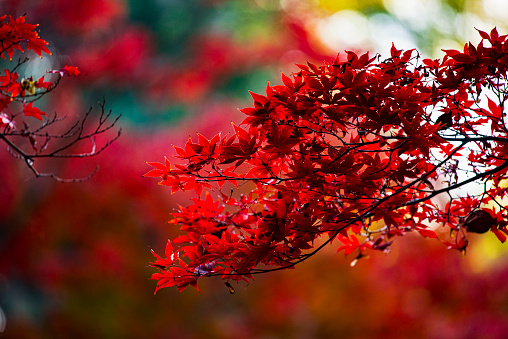 colorful leaves in japaneaegarden, in autumn