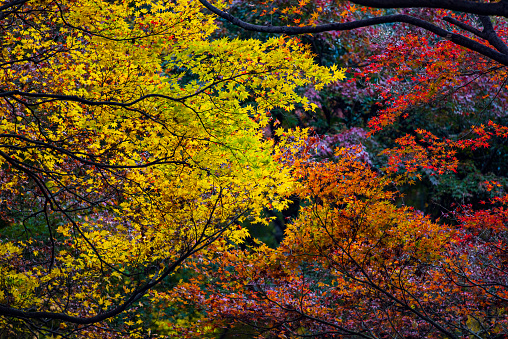 colorful leaves in japaneaegarden, in autumn