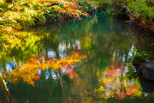 colorful leaves in japaneaegarden, in autumn