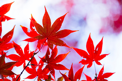 colorful leaves in japaneaegarden, in autumn