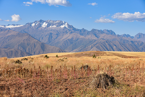 Cusco, Peru - 1 July, 2022:   Fields of Maize and Quinoa, Urubamba Valley, Cusco, Peru