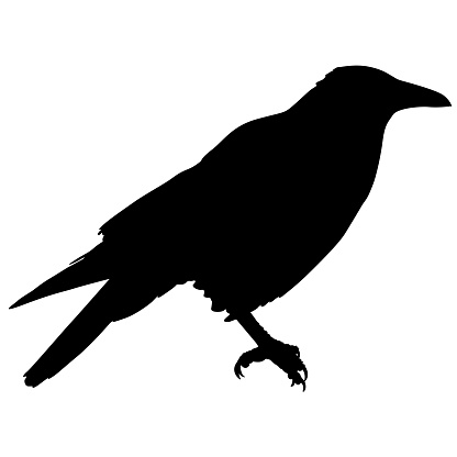 Silhouette bird raven on a white background.