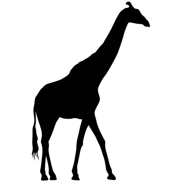 istock Silhouette of a high African giraffe on a white background 1682025795