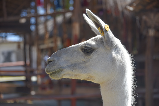 Cusco, Peru - 2 July, 2022:   Llama at a ranch in the Andes Mountains, near Cusco, Peru