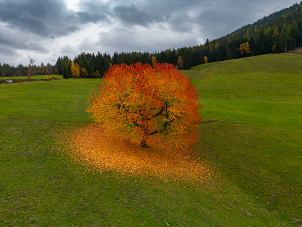 istock One Autumn tree on field at sunset 1682026347