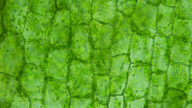 A closeup view of lush greenery and vibrant cells. Ideal for scientific study and artistry. Discover the beauty of nature
