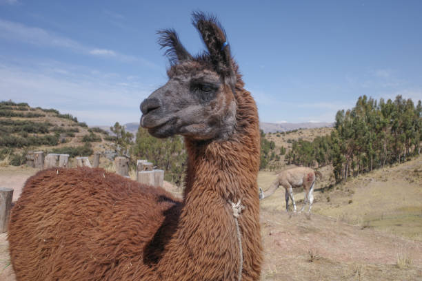 istock Llama at a ranch in the Andes Mountains, near Cusco, Peru 1682028080