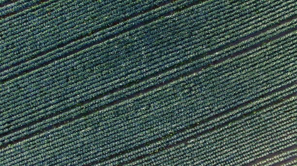 istock Aerial Of Cabbage Fields Overhead Shot 1682043425