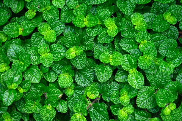 istock Beautiful Leaves plants pattern for nature background. 1682063651