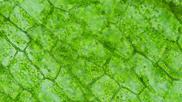 Vibrant green microcosm of biology and nature. A closeup journey into the world of cells and organic patterns