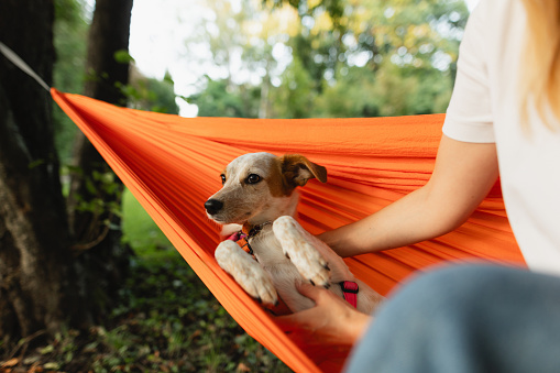 Adorable dog finds comfort on a hammock in the park, embodying a heartwarming scene of canine relaxation amidst nature's embrace