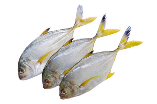 il caranx heberi (caranx heberi), noto anche come kingfish pinna nera o kingfish dalla coda gialla su sfondo bianco isolato - sashimi white prepared fish hamachi foto e immagini stock