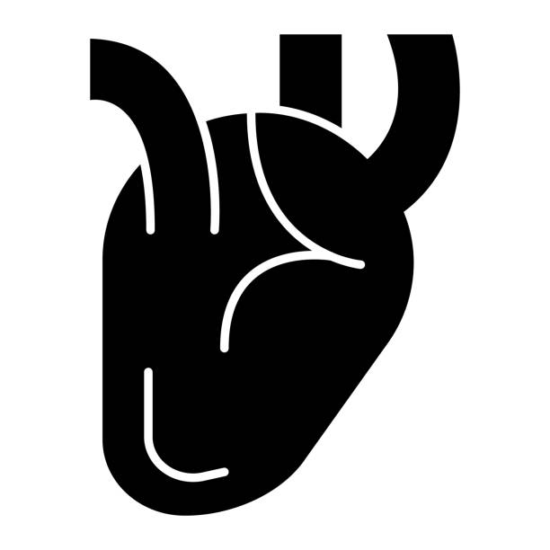 심장 단단한 아이콘, 의료 개념, 흰색 배경에 인간 장기 기호, 글리프 스타일의 모바일 개념 웹 디자인의 현실적인 의료 심장 아이콘. 벡터 그래픽. - heart shape human vein love human artery stock illustrations