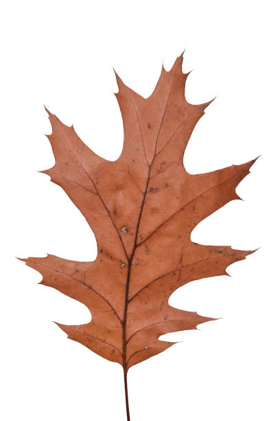 istock Autumn red oak leaf. Northern Red Oak, Quercus rubra tree leaf isolated on a white background. Autumn composition. Brown dry autumn leaves. Botanical educational concept 1682102173
