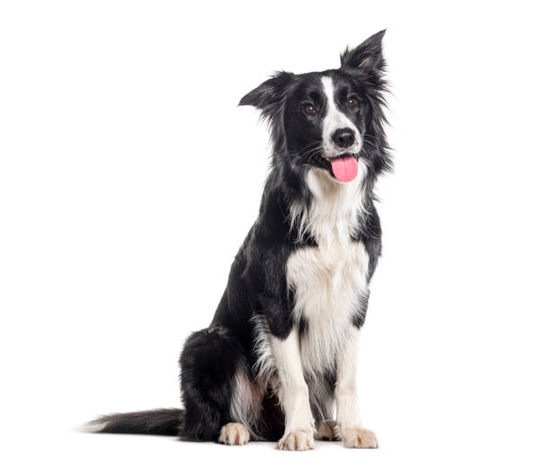 istock Panting young Black and white Border collie sitting and looking up, One year old, Isolated on white 1682114563