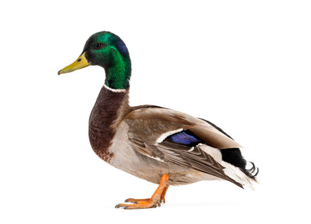 istock Side view of a Mallard Duck standing, Anas platyrhynchos, isolated on white 1682114571