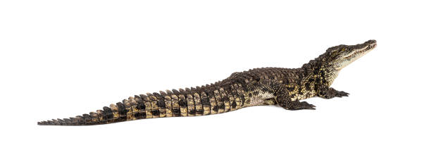 istock Nile crocodile, Crocodylus niloticus, isolated on white 1682114680