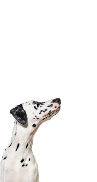istock Cute Dalmatian dog up, vertical web banner with empty blank  place for text, web banner 1682115970