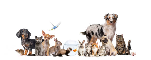 grupa zwierząt domowych pozujących koty i psy; pies, kot, fretka, królik, ryba, gryzoń ptak, królik, izolowany na białym - dog domestic cat puppy group of animals zdjęcia i obrazy z banku zdjęć