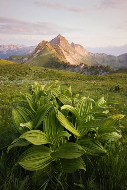 Landscape view of a focus-stacked green veratrum plant in the foreground with a mountain peak at sunset in the distance