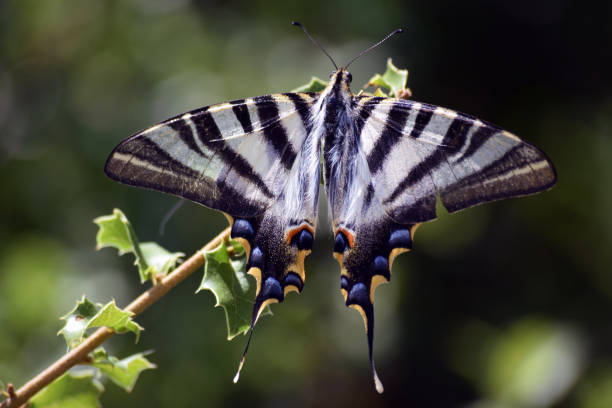 壮観なシマウマロングウィングバタフライ - scarce swallowtail ストックフォトと画像