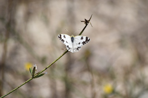 male pontia comuna butterfly with open wings perched on a plant in a field