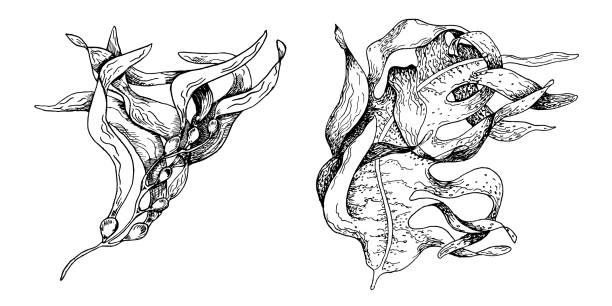 벡터 바다 식물 잉크 손으로 그린 그림은 흰색 배경에 분리되어 있습니다. laminaria, 갈색 다시마, ascophyllum 해초 검은 흰색 라인. 포장, 라벨, 무역, 포장을 위한 디자인 요소. - spirulina pacifica illustrations stock illustrations