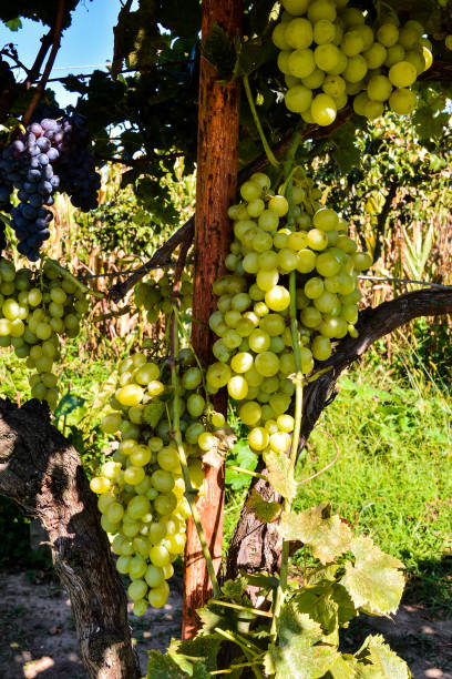 istock Vineyard Ready to Produce Wine 1682159173