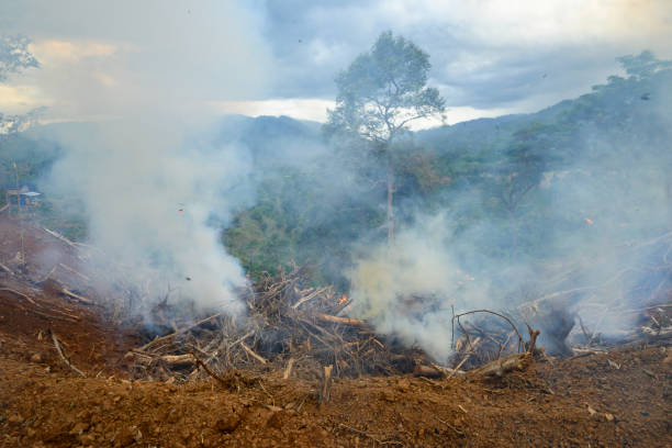 istock Clearing New Land by Burning Deforestation - Stock Photo 1682159747
