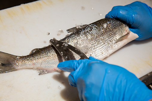 Professional chef cleaning from scales raw whitefish with a special knife close-up. Process of cooking seafood dishes using sharp knife.