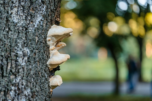 Mushrooms growing on the tree in a park.