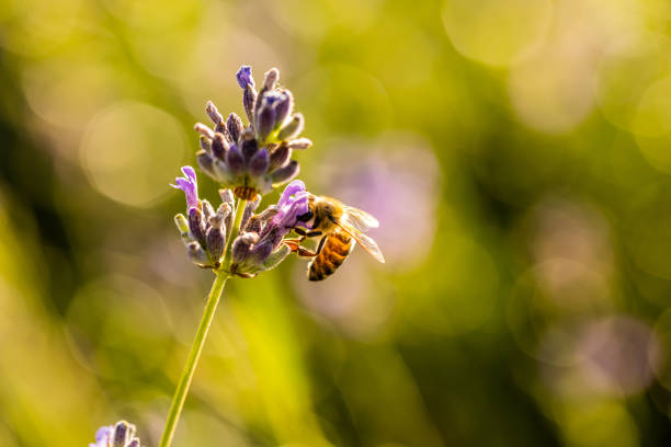Macrophotography of a bee on a purple flower.