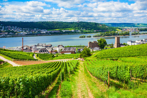 istock Rudesheim am Rhein Vineyards, Germany 1682213963