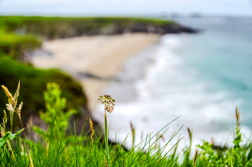 landscape of Blasket Island, and island near Dingle in Dingle peninsula. Cliffs, atlantic ocean and beautiful green vegetation