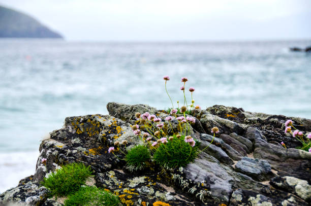 landscape of Blasket Island, and island near Dingle in Dingle peninsula. Cliffs, atlantic ocean and beautiful green vegetation