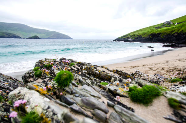 landscape of Blasket Island, and island near Dingle in Dingle peninsula. Cliffs, atlantic ocean and beautiful green vegetation