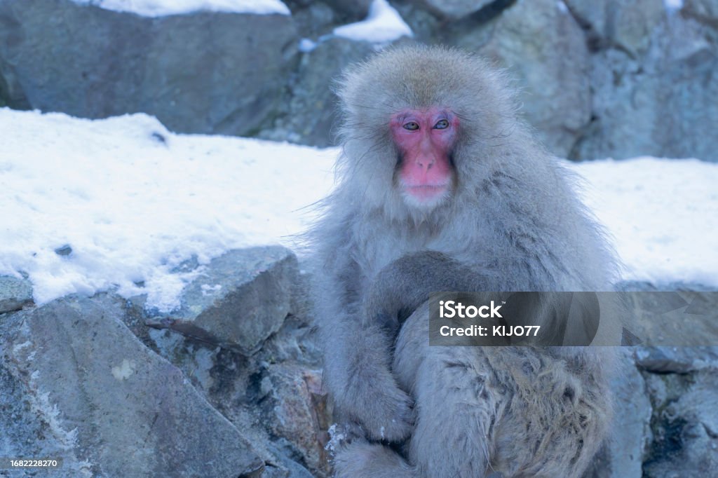 Portrait of Snow monkey soaking in the hot water spring Animal Stock Photo