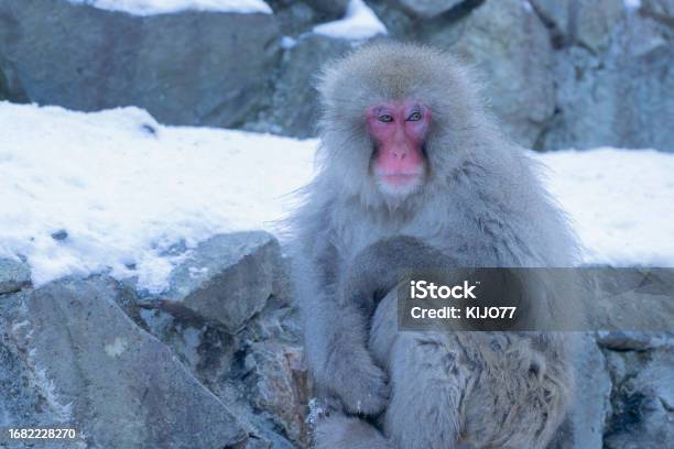 Portrait Of Snow Monkey Soaking In The Hot Water Spring Stock Photo - Download Image Now