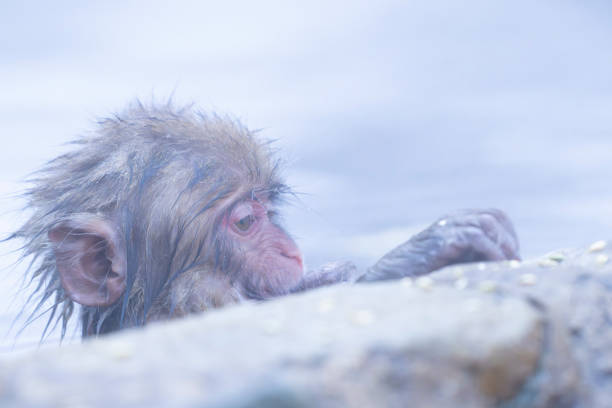 Portrait of Snow monkey soaking in the hot water spring