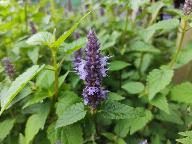 istock Agastache rugosa 'Little Adder' 1682231120