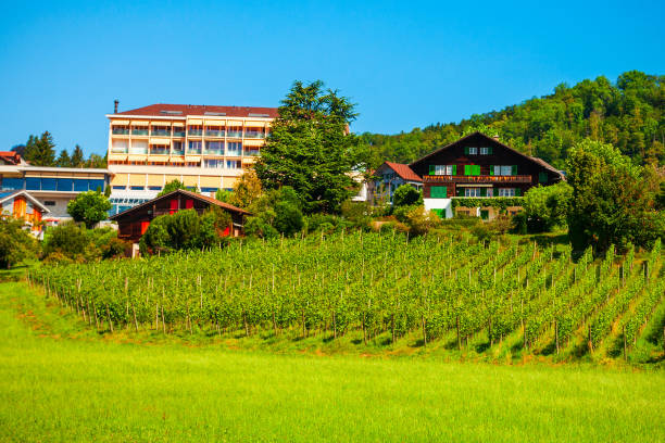 スイス、シュピーズの町のブドウ畑 - landscape house water lake thun ストックフォトと画像