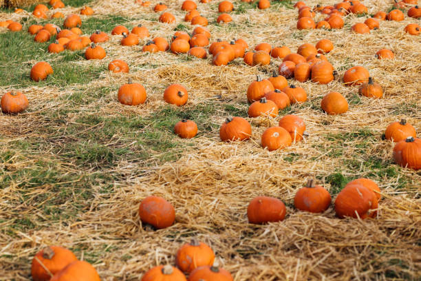 Wide view of pumpkins on the ground at a pumpkin patch field in Newcastle, England. Ready to harvest for Halloween.