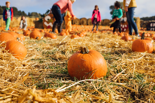 Close up view of pumpkins on the ground at a pumpkin patch field in Newcastle, England. In the background are unrecognisable people picking pumpkins for Halloween.