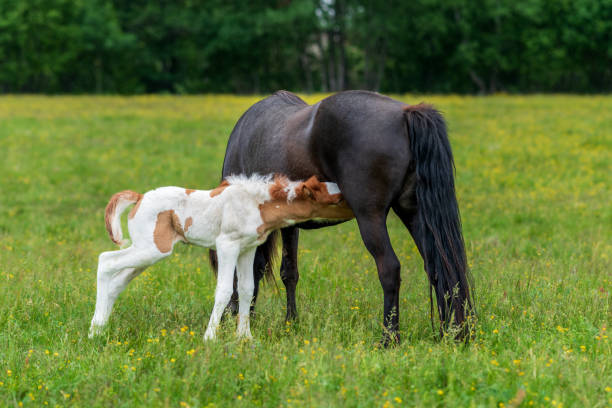 istock Icelandic horse mare with her young foal 1682261232