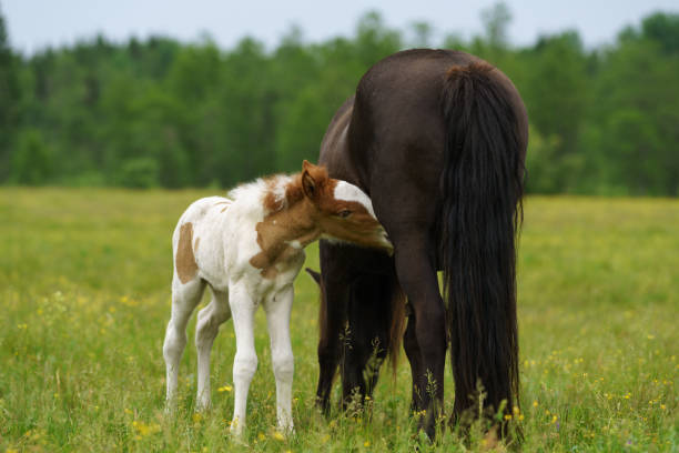istock Icelandic horse mare feeding her young foal 1682261233